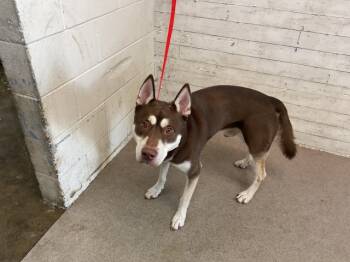Rescue Siberian Husky and Mixed Breed Dogs for Adoption in San Bernardino, California - ROGELIO | PetCurious