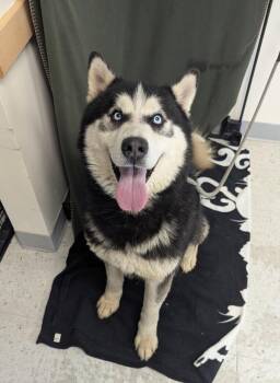 Siberian Husky Dogs Available for Adoption in Salt Lake City, Utah - *Apollo* | PetCurious