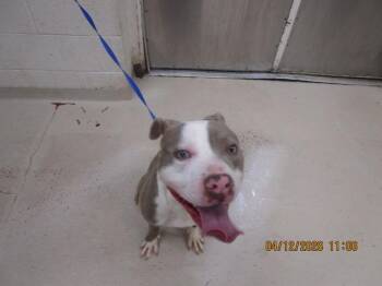 Gabriel Angel(804) -  Pit Bull Terrier Dog for Adoption in Marietta, Georgia - Gabriel Angel(804) | PetCurious