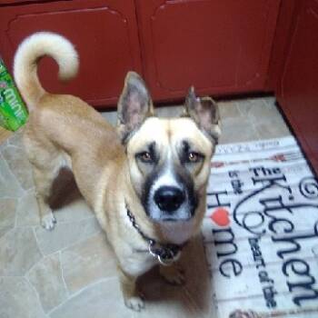 Rescue Belgian Shepherd Malinois and Shepherd Dogs for Adoption in East St. Louis, Illinois - Apollo | PetCurious