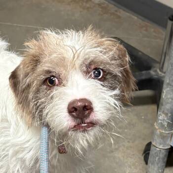 Terrier Dogs Available for Adoption - Coffee | PetCurious