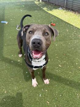 Fiesta -  Mixed Breed and Pit Bull Terrier Dog for Adoption in Austin, Texas - Fiesta | PetCurious
