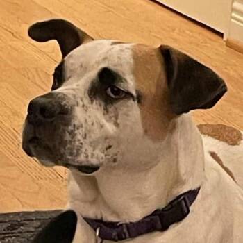Rescue English Pointer and Australian Cattle Dog Blue Heeler Dogs for Adoption in Boerne, Texas - Mr Miyagi | PetCurious