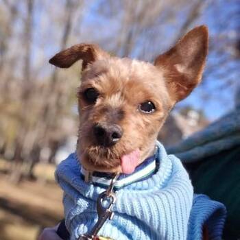 Rescue Mixed Breed Dogs for Adoption in Cumming, Georgia - Meadow 21878 | PetCurious