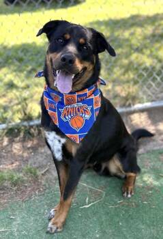 Nyx -  Rottweiler Dog for Adoption in Hazlet, New Jersey - Nyx | PetCurious