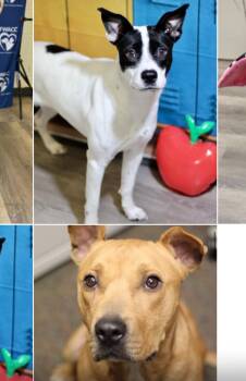 Rescue Husky and Labrador Retriever Dogs for Adoption in Pilot Point, Texas - Adopt A Texas Dog In Need | PetCurious