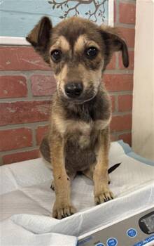 German Shepherd Dog and Mixed Breed Dogs Available for Adoption - CLAIRE | PetCurious