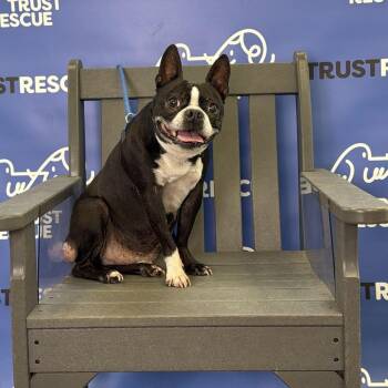 BELVEDERE -  Boston Terrier and Mixed Breed Dog for Adoption in Waterford, New Jersey - BELVEDERE | PetCurious
