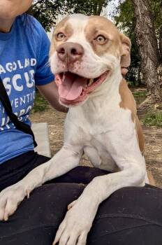 Leo -  Pit Bull Terrier Dog for Adoption in Chicago, Illinois - Leo | PetCurious