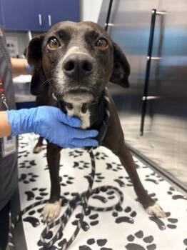 Labrador Retriever and Mixed Breed Dogs Available for Adoption in North Charleston, South Carolina - 3761B Mimi | PetCurious