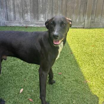 Blinkie 5752 -  Poodle and Collie Dog for Adoption in Loxahatchee Groves, Florida - Blinkie 5752 | PetCurious