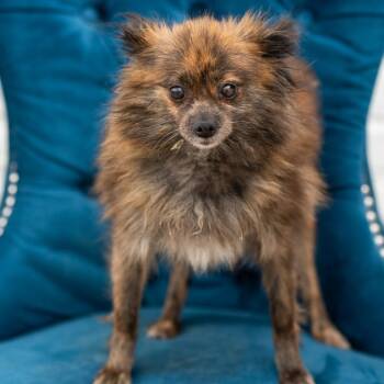 Pomeranian Dogs Available for Adoption - Ember | PetCurious