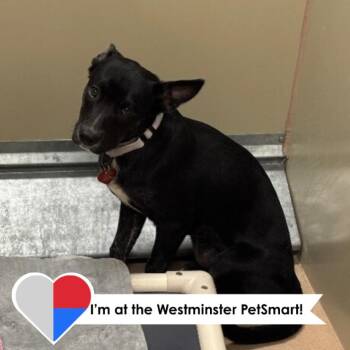 Vera -  Mixed Breed Dog for Adoption in Fort Collins, Colorado - Vera | PetCurious
