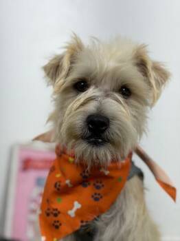 Bobbie-One of our Amazing Rescue Dogs -  Norfolk Terrier and Schnauzer Dog for Adoption in Carlsbad, California - Bobbie-One Of Our Amazing Rescue Dogs | PetCurious