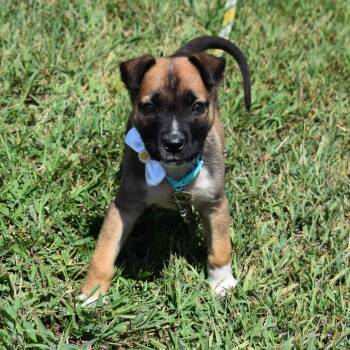 Liz -  Mixed Breed Dog for Adoption in Searcy, Arkansas - Liz | PetCurious