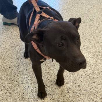 Pretty Girl -  Pit Bull Terrier and Mixed Breed Dog for Adoption in Madisonville, Tennessee - Pretty Girl | PetCurious