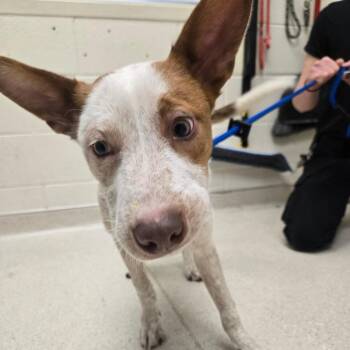 Cattle Dog Dogs Available for Adoption - Toby | PetCurious