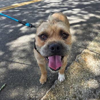 Ewok -  Border Terrier and Mixed Breed Dog for Adoption in Merritt Island, Florida - Ewok | PetCurious