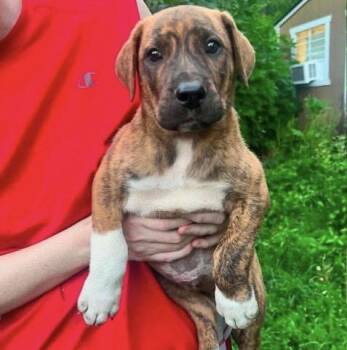 Curry -  Mastiff Dog for Adoption in Bull Valley, Illinois - Curry | PetCurious