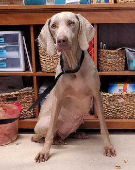 Weimaraner Dogs Available for Adoption - Sugar | PetCurious