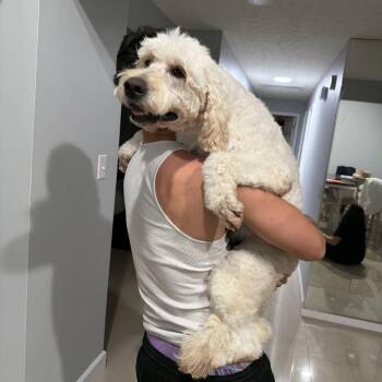 Roxy -  Goldendoodle Dog for Adoption in Sarasota, Florida - Roxy | PetCurious