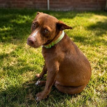 Phoenix -  Pit Bull Terrier Dog for Adoption in Harlingen, Texas - Phoenix | PetCurious