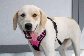 Mountain Litter- Teton -  Great Pyrenees and Labrador Retriever Dog for Adoption in Savage, Minnesota - Mountain Litter- Teton | PetCurious