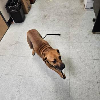 Eris -  Mixed Breed Dog for Adoption in Philadelphia, Pennsylvania - Eris | PetCurious