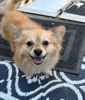 Waldo -  Pomeranian Dog for Adoption in Hamburg, New York - Waldo | PetCurious