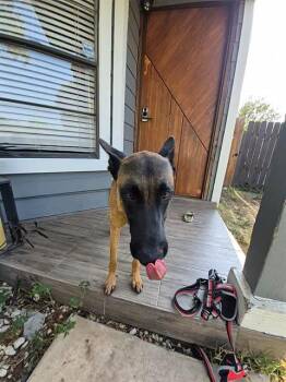 A823015 -  Belgian Shepherd Malinois Dog for Adoption in San Antonio, Texas - A823015 | PetCurious