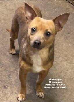 Bree -  Chihuahua Dog for Adoption in Pottsville, Pennsylvania - Bree | PetCurious