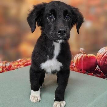 Isaak -  Retriever and Mixed Breed Dog for Adoption in Griswold, Connecticut - Isaak | PetCurious