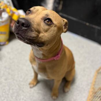 Pit Bull Terrier Dogs Available for Adoption in Monticello, Iowa - Milo | PetCurious