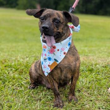 Rescue Dachshund and Mixed Breed Dogs for Adoption in Tyrone, Georgia - Anna Claire 03-3121 | PetCurious