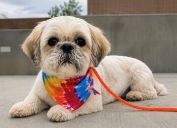 REAGAN -  Shih Tzu Dog for Adoption in Tustin, California - REAGAN | PetCurious