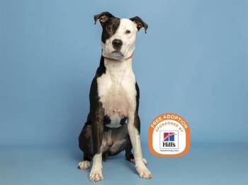 KAIN -  Pit Bull Terrier and Mixed Breed Dog for Adoption in Phoenix, Arizona - KAIN | PetCurious