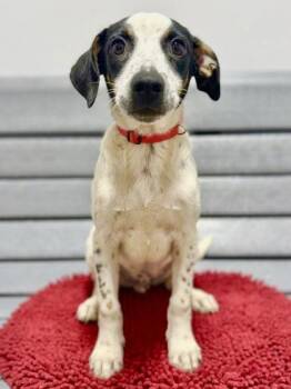 Cillian -  Mixed Breed Dog for Adoption in West Chester, Pennsylvania - Cillian | PetCurious