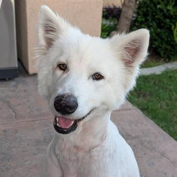 Chloe -  Samoyed Dog for Adoption in Los Angeles, California - Chloe | PetCurious