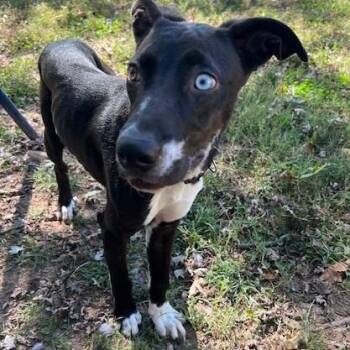 Rescue Catahoula Leopard Dog Dogs for Adoption in Springfield, Missouri - Clover | PetCurious