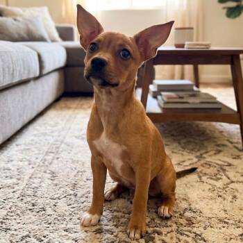 Thumbelina -  Chihuahua and Mixed Breed Dog for Adoption in Pittsfield, Illinois - Thumbelina | PetCurious