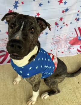 Earl Greyer -  Pit Bull Terrier Dog for Adoption in Germantown, Ohio - Earl Greyer | PetCurious