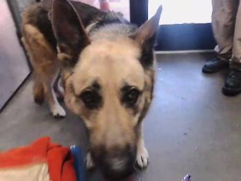 GOLDIE -  German Shepherd Dog and Mixed Breed Dog Available for Adoption in Tulsa, Oklahoma - GOLDIE | PetCurious