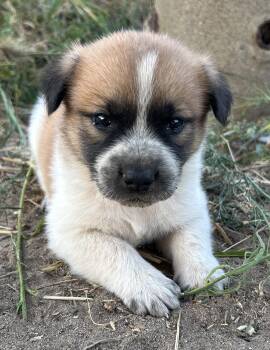 SPROUT -  Great Pyrenees Dog for Adoption in Granite Bay, California - SPROUT | PetCurious