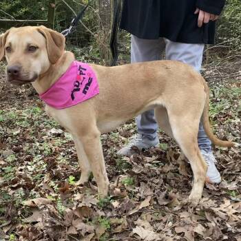 Labrador Retriever and Mixed Breed Dogs Available for Adoption - Ruby | PetCurious