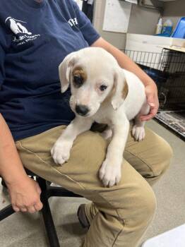 Haze -  Great Pyrenees Dog for Adoption in Hopkinsville, Kentucky - Haze | PetCurious