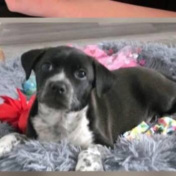 Australian Cattle Dog Blue Heeler and Siberian Husky Dogs Available for Adoption - Apollo The Mixed Breed Puppy!  | PetCurious