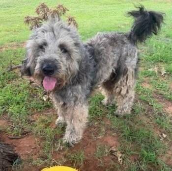 Doodley -  Aussiedoodle Dog for Adoption in Yukon, Oklahoma - Doodley | PetCurious