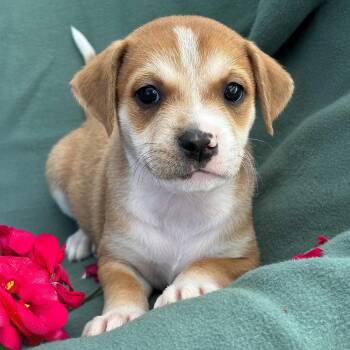 Spaniel and Terrier Dogs Available for Adoption in San Diego, California - Emmy Pup - Tatiana | PetCurious