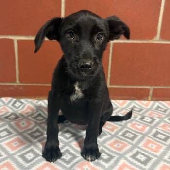 (HOLD)(Found) Sofia -  Labrador Retriever and Terrier Dog for Adoption in Cabot, Arkansas - (HOLD)(Found) Sofia | PetCurious