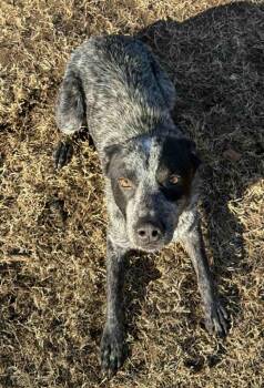 Lenny -  Australian Cattle Dog Blue Heeler Dog for Adoption in Houston, Texas - Lenny | PetCurious